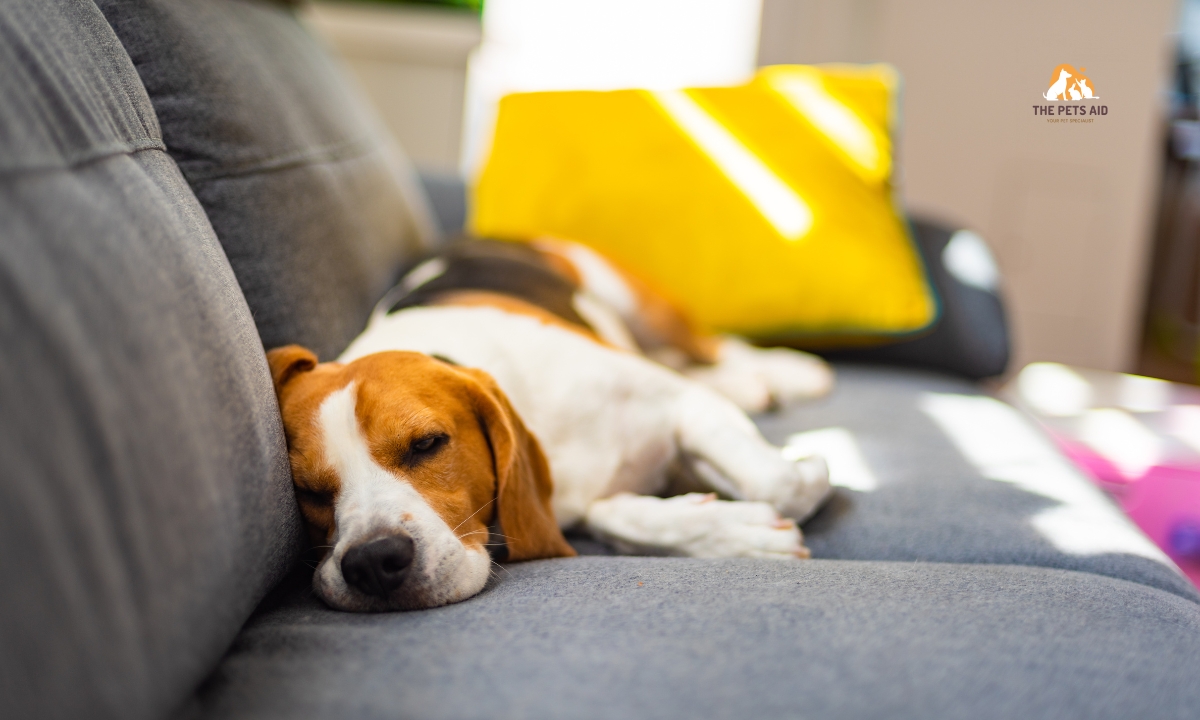 Does Benadryl Make Your Dog Sleepy